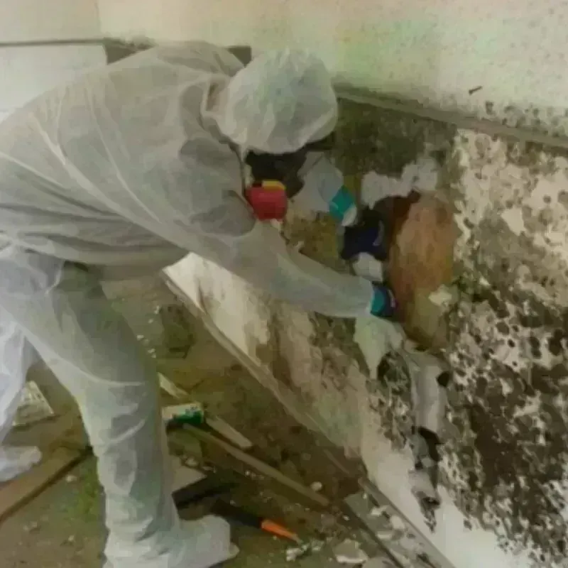 Mold Remediation and Removal in Irvington, NJ